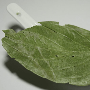 Hierbas medicinales e infusiones