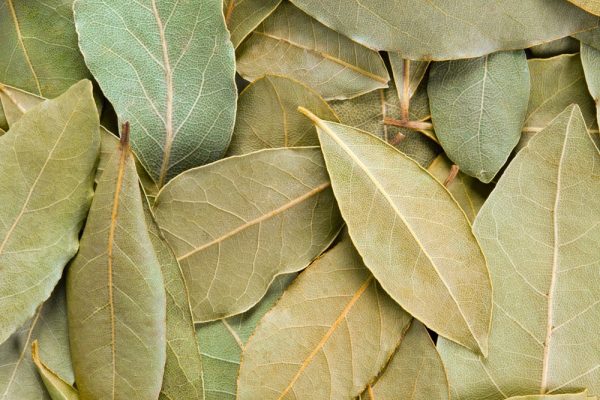 HOJA DE LAUREL LB