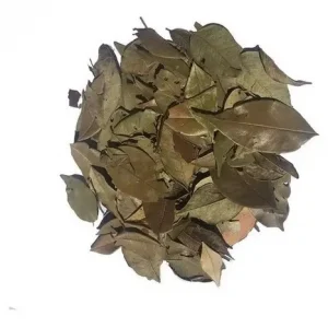 HOJA DE INSULINA LB