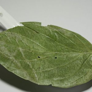 HOJA DE GUABIDUCA