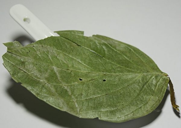 HOJA DE GUABIDUCA